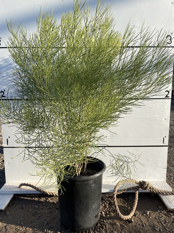 cassia-nemophylla