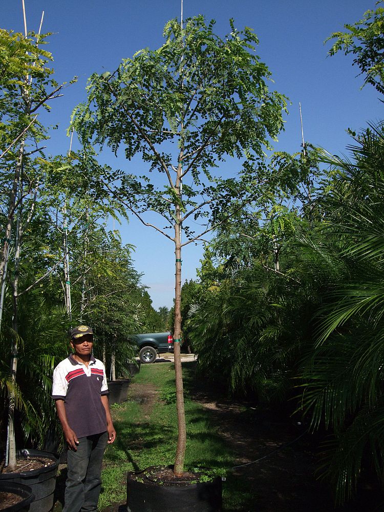 cassia-roxburghii-cassia-marginata