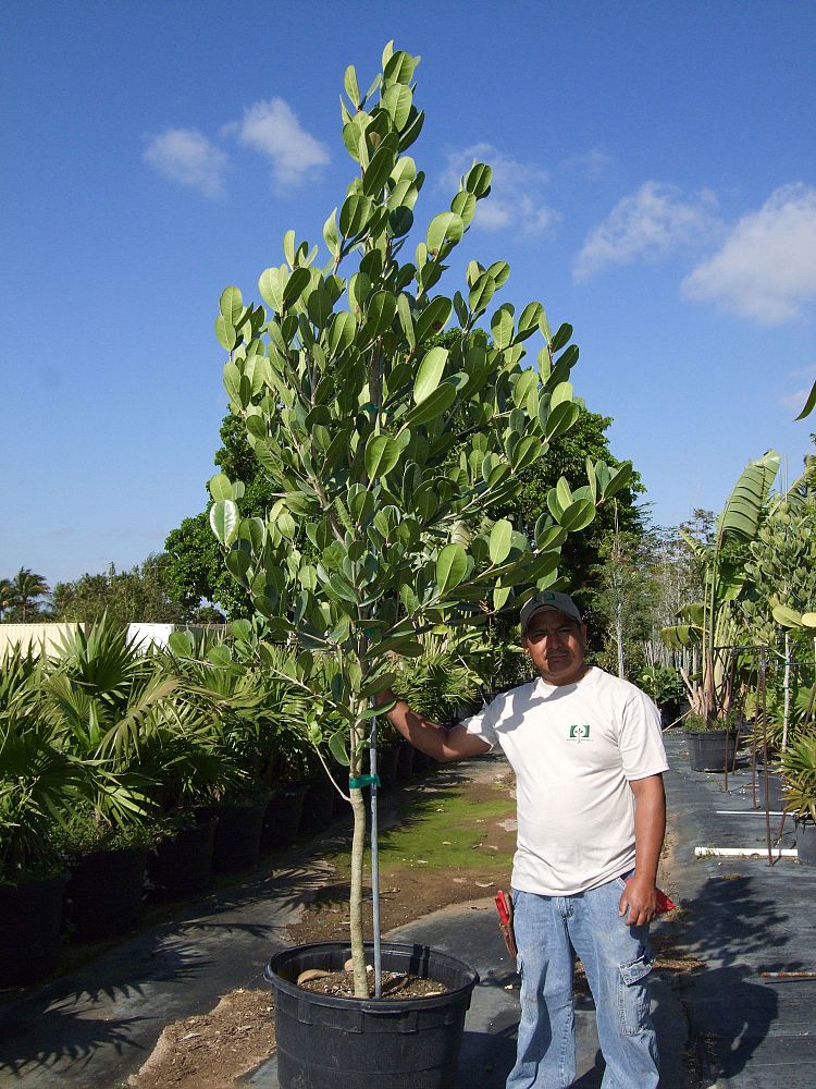 cassia-roxburghii-cassia-marginata