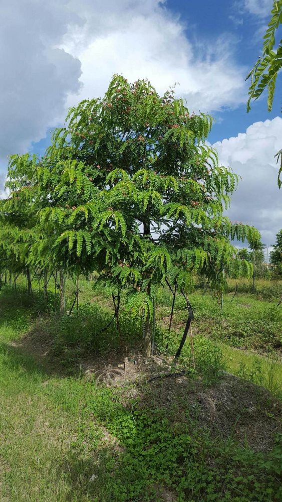 cassia-roxburghii-cassia-marginata