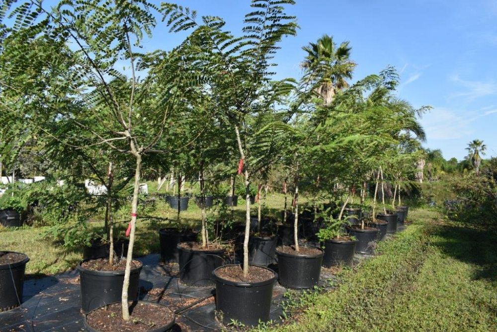 cassia-roxburghii-cassia-marginata