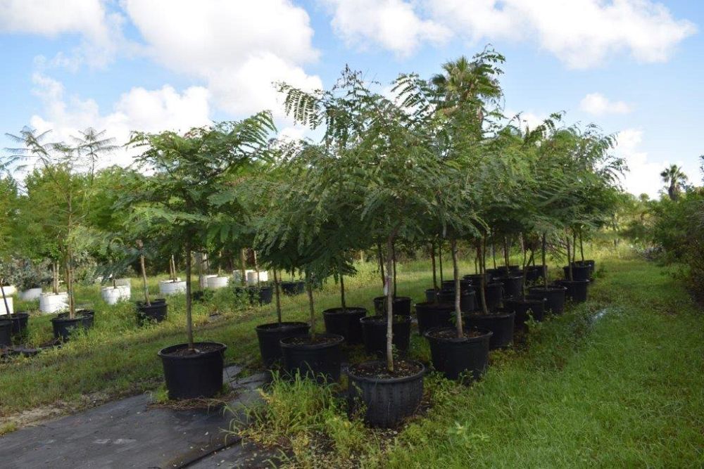 cassia-roxburghii-cassia-marginata