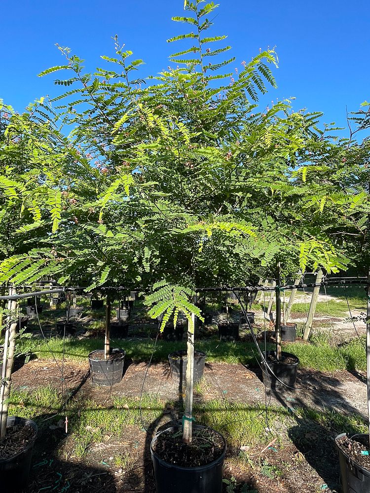 cassia-roxburghii-cassia-marginata