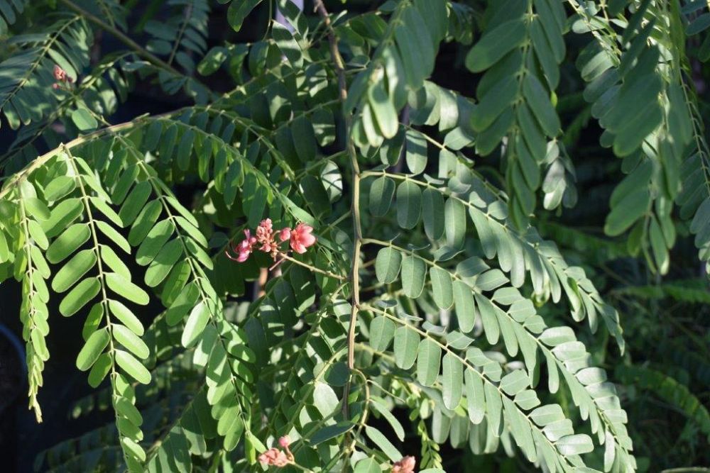 cassia-roxburghii-cassia-marginata
