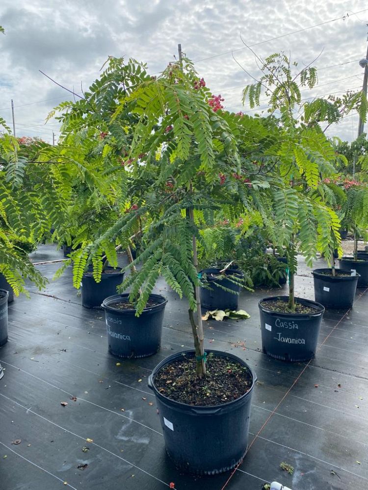 cassia-roxburghii-cassia-marginata