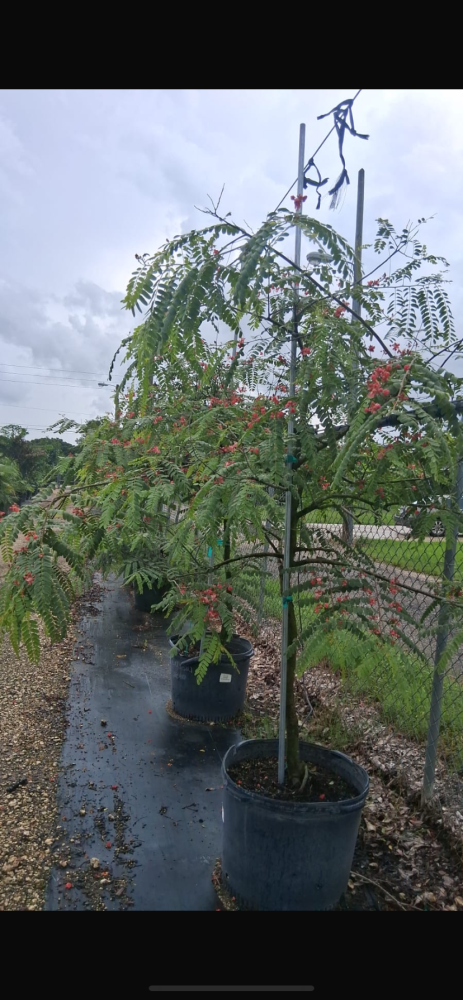 cassia-roxburghii-cassia-marginata