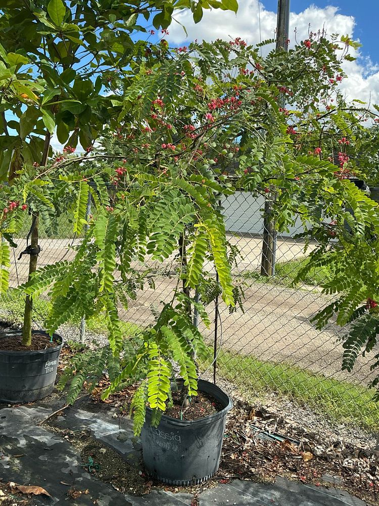 cassia-roxburghii-cassia-marginata