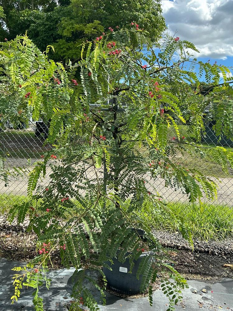 cassia-roxburghii-cassia-marginata