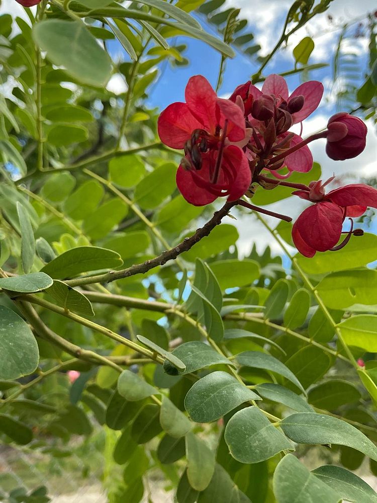 cassia-roxburghii-cassia-marginata
