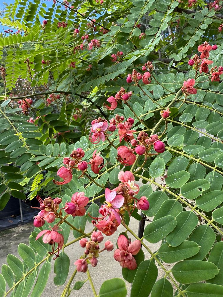 cassia-roxburghii-cassia-marginata