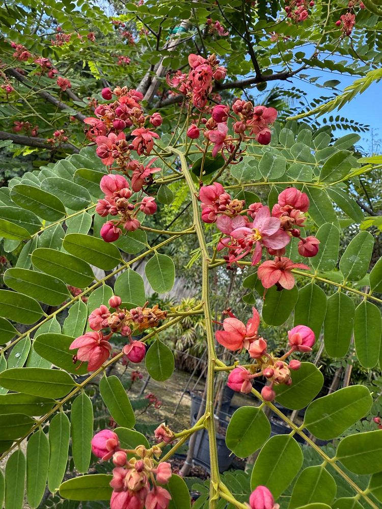 cassia-roxburghii-cassia-marginata