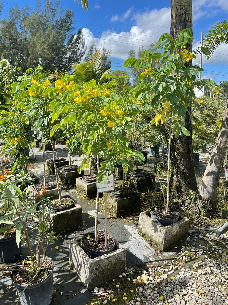 cassia-senna