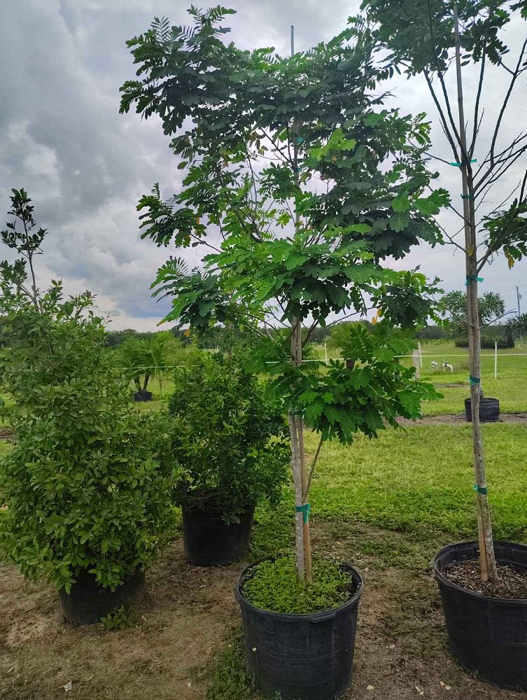 cassia-shower-tree