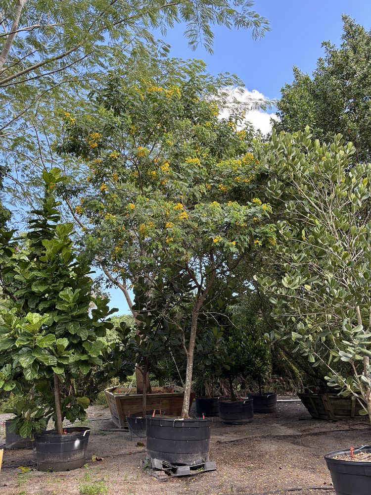 cassia-surattensis-suffruticosa