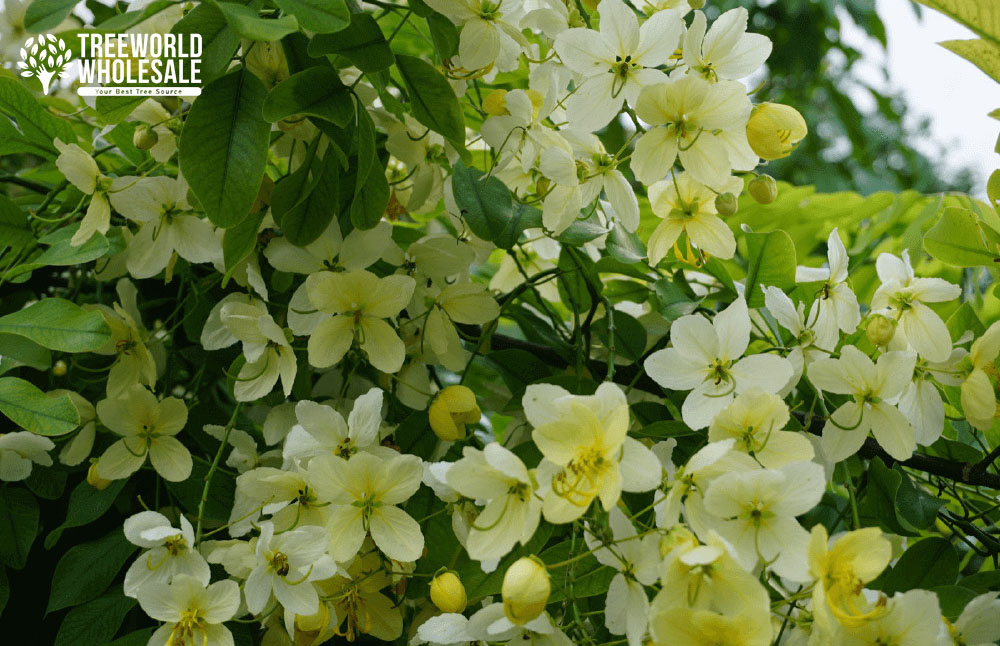 cassia-x-nealiae-cassia-javanica-x-fistula-rainbow-shower