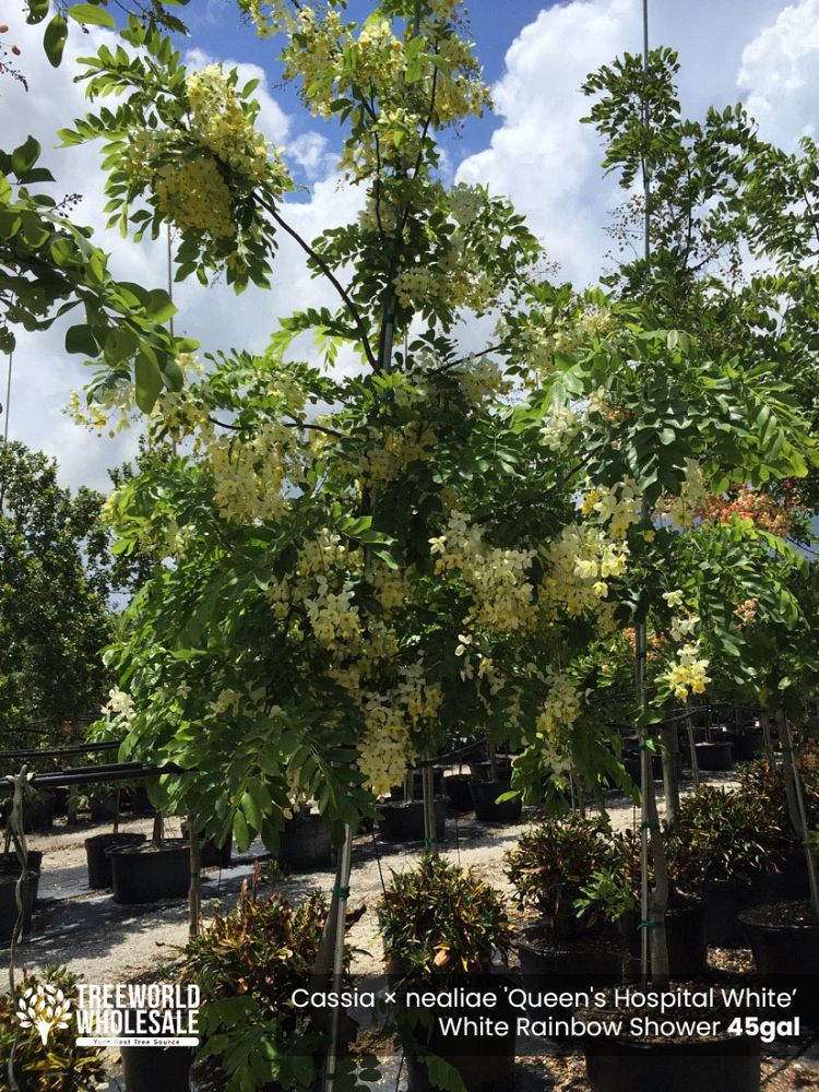 cassia-x-nealiae-cassia-javanica-x-fistula-rainbow-shower