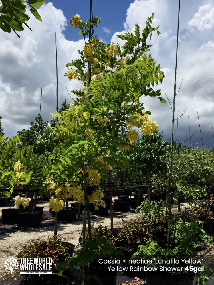 cassia-x-nealiae-cassia-javanica-x-fistula-rainbow-shower