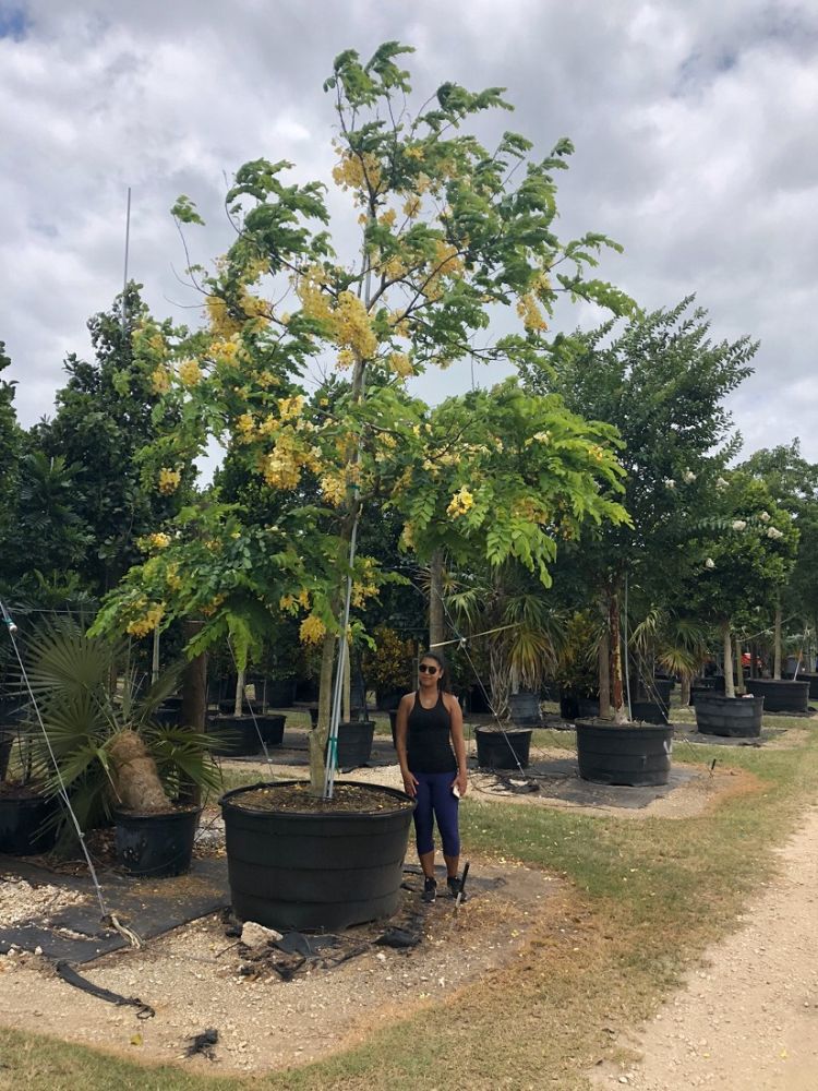 cassia-x-nealiae-cassia-javanica-x-fistula-rainbow-shower