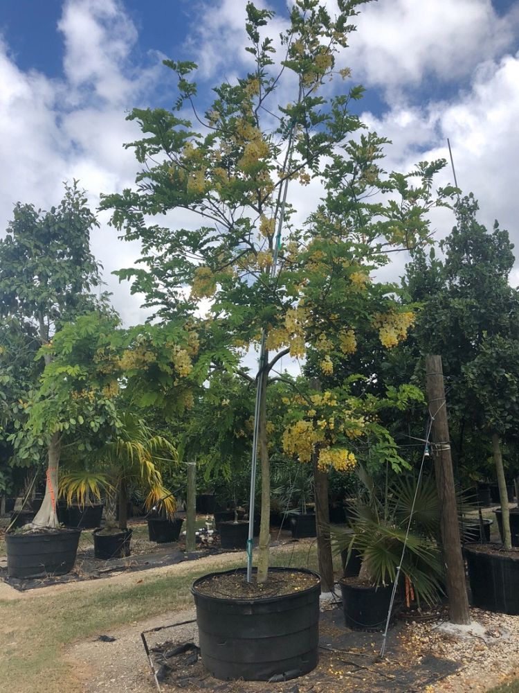 cassia-x-nealiae-cassia-javanica-x-fistula-rainbow-shower