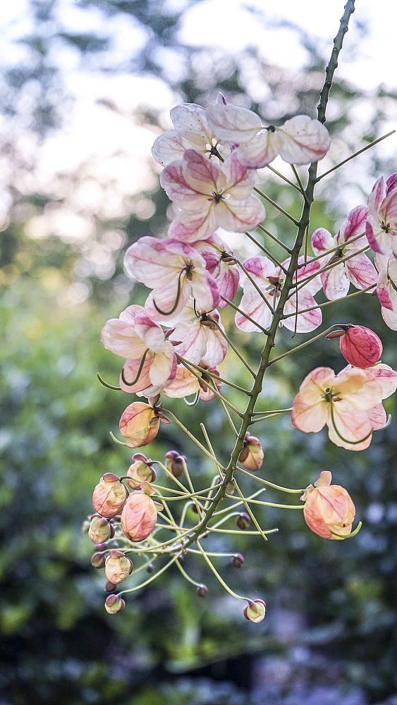 cassia-x-nealiae-cassia-javanica-x-fistula-rainbow-shower