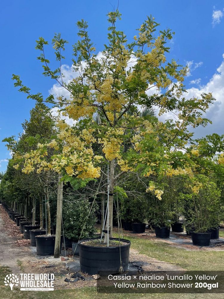 cassia-x-nealiae-cassia-javanica-x-fistula-rainbow-shower