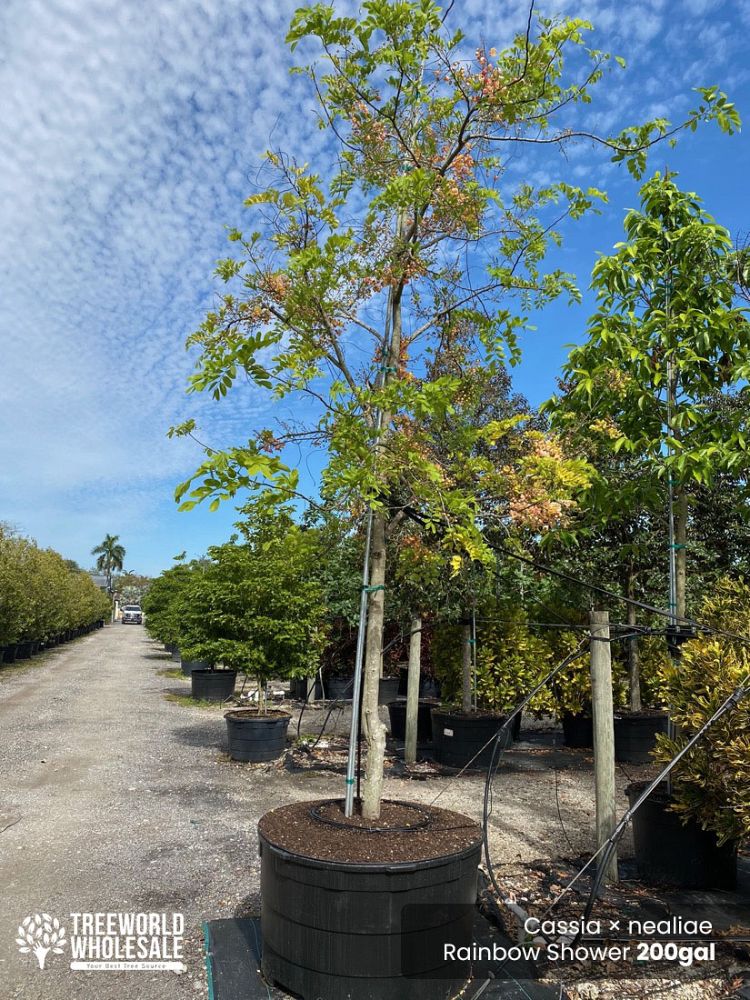 cassia-x-nealiae-cassia-javanica-x-fistula-rainbow-shower