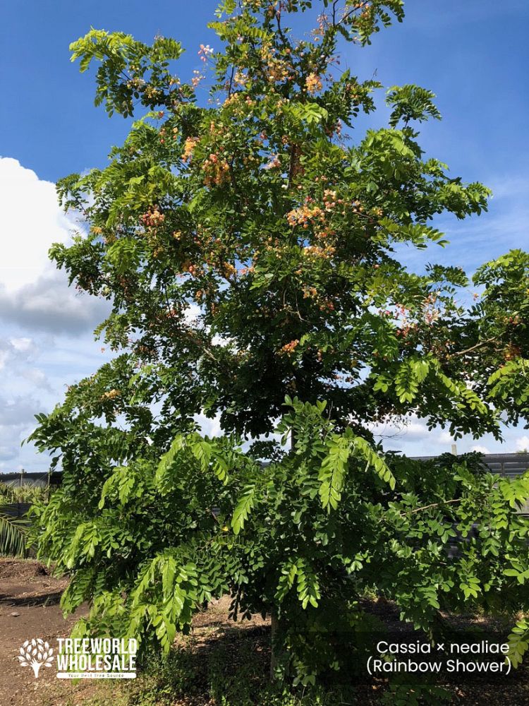 cassia-x-nealiae-cassia-javanica-x-fistula-rainbow-shower