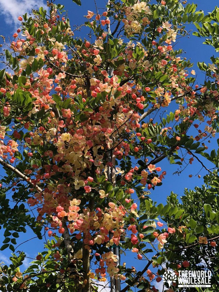 cassia-x-nealiae-cassia-javanica-x-fistula-rainbow-shower