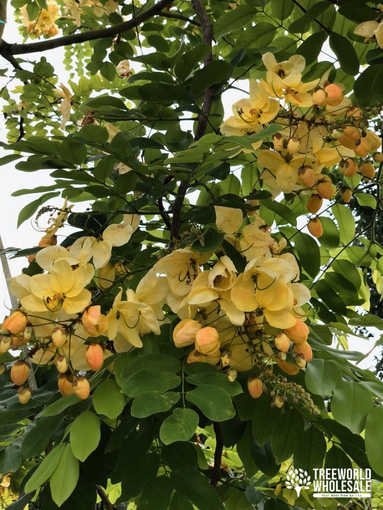 cassia-x-nealiae-cassia-javanica-x-fistula-rainbow-shower