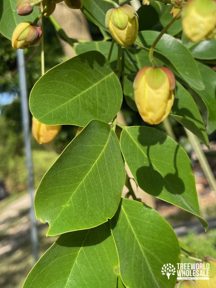 cassia-x-nealiae-cassia-javanica-x-fistula-rainbow-shower