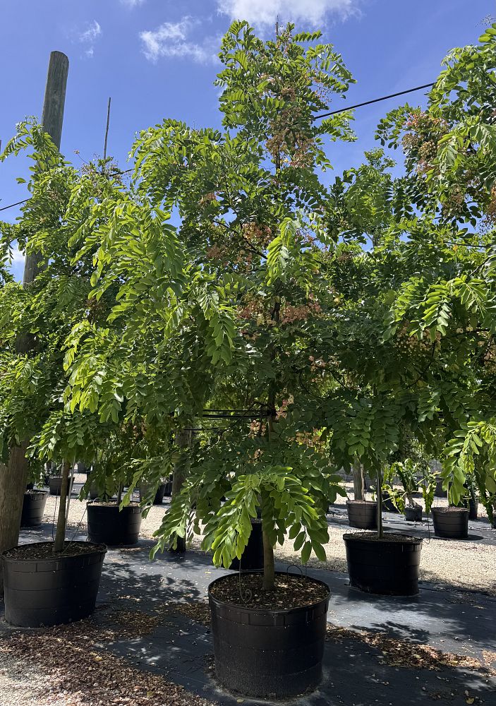 cassia-x-nealiae-cassia-javanica-x-fistula-rainbow-shower