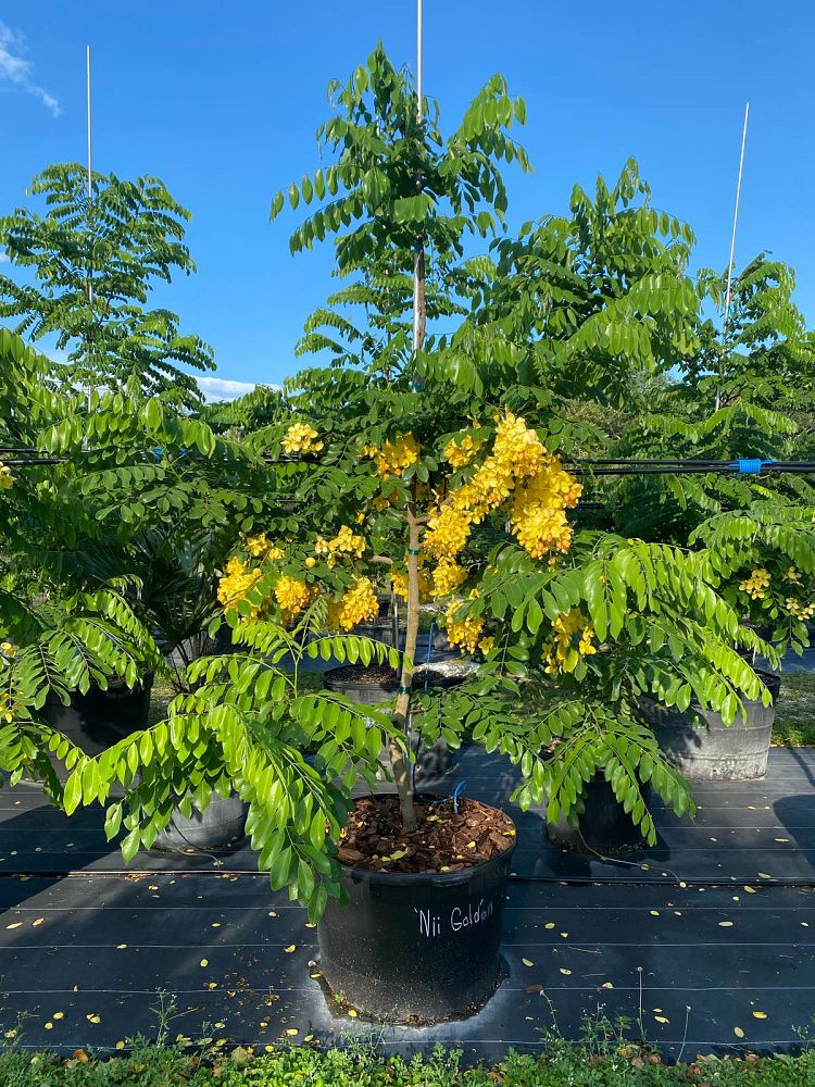 cassia-x-nealiae-nii-gold