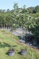 castanea-dunstan-dunstan-chestnut