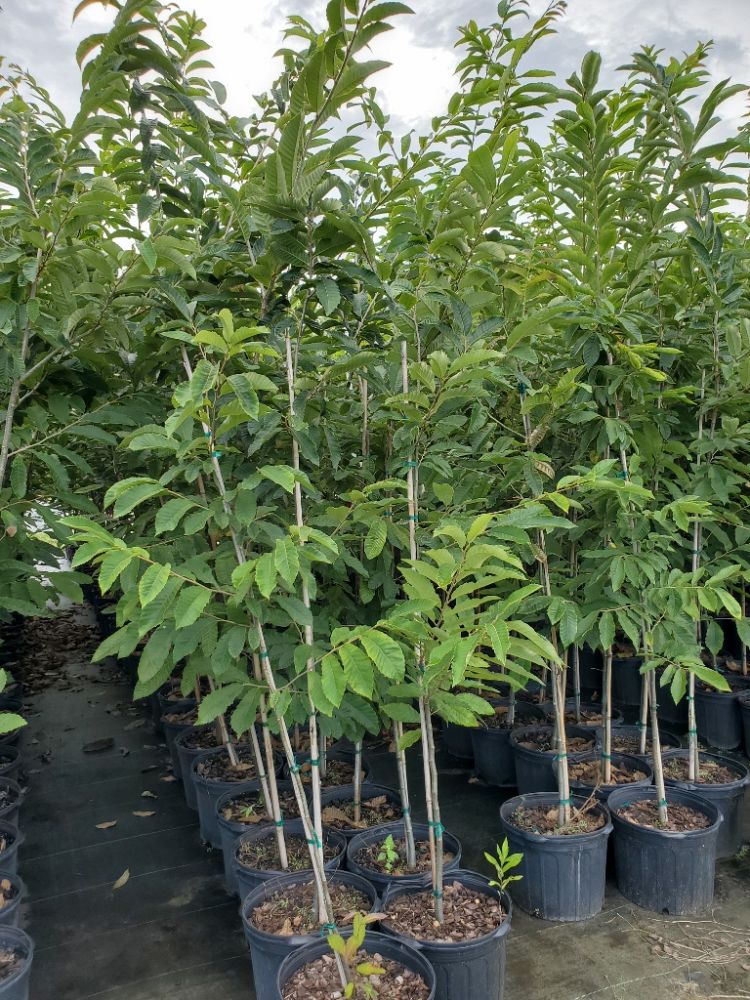 castanea-dunstan-dunstan-chestnut
