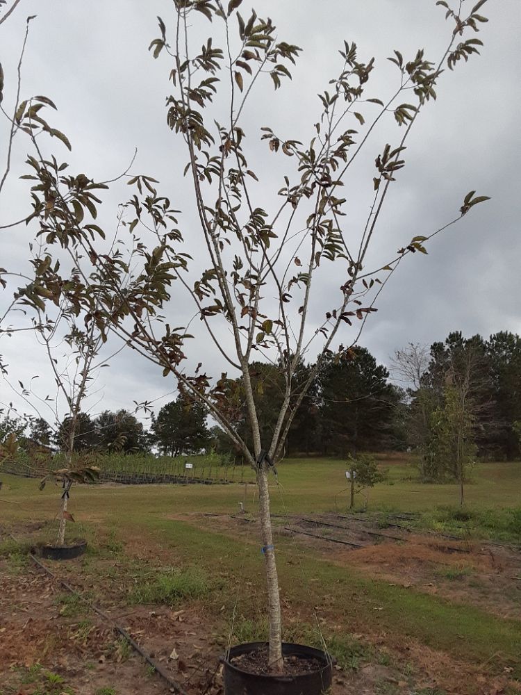 castanea-dunstan-dunstan-chestnut