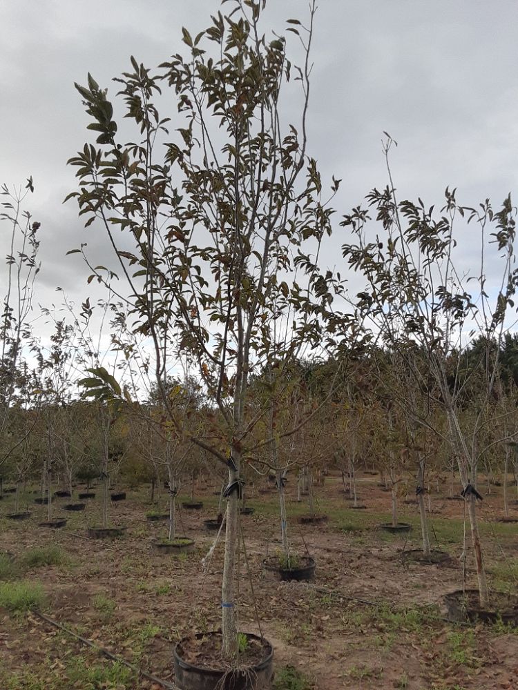 castanea-dunstan-dunstan-chestnut