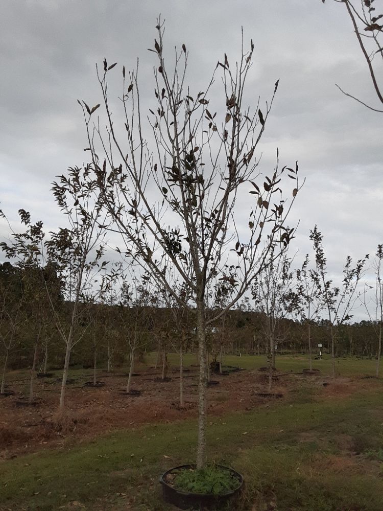 castanea-dunstan-dunstan-chestnut