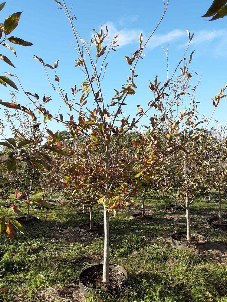 castanea-dunstan-dunstan-chestnut