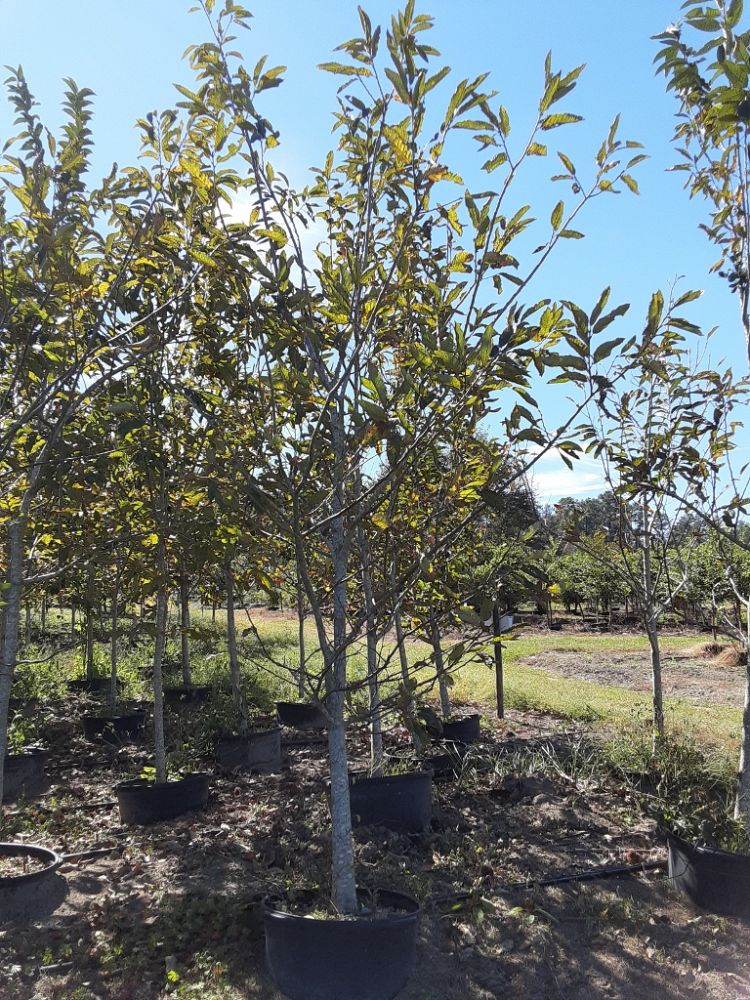 castanea-dunstan-dunstan-chestnut