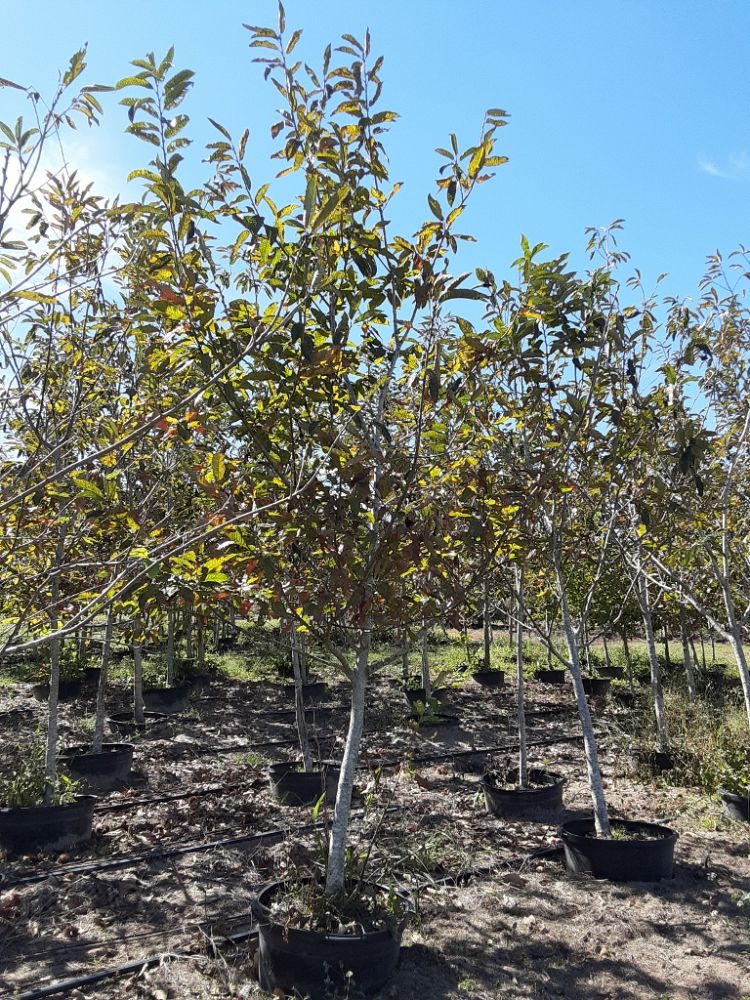 castanea-dunstan-dunstan-chestnut