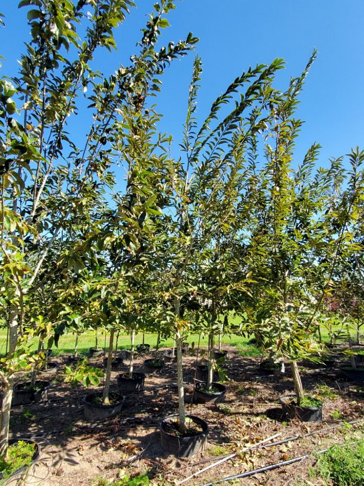 castanea-dunstan-dunstan-chestnut