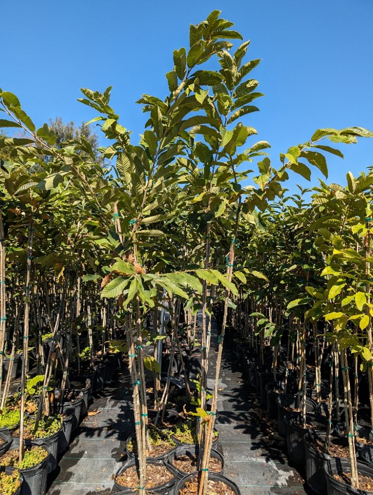 castanea-dunstan-dunstan-chestnut