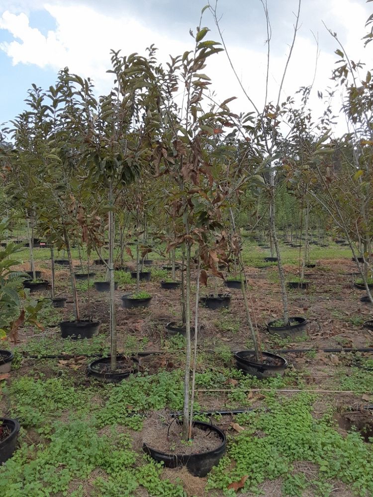 castanea-dunstan-dunstan-chestnut