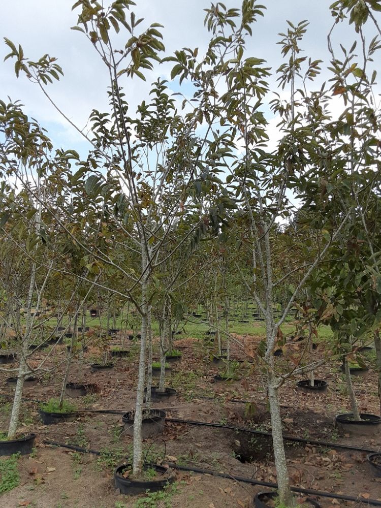 castanea-dunstan-dunstan-chestnut