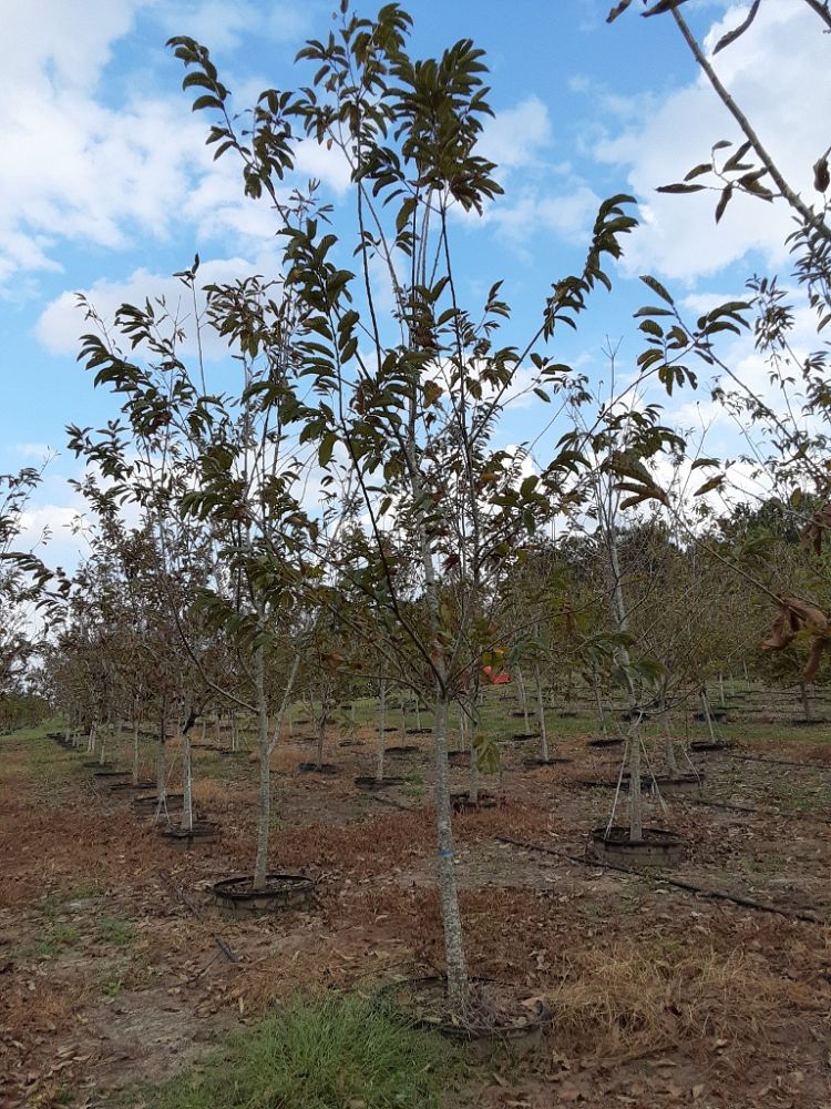 castanea-dunstan-dunstan-chestnut