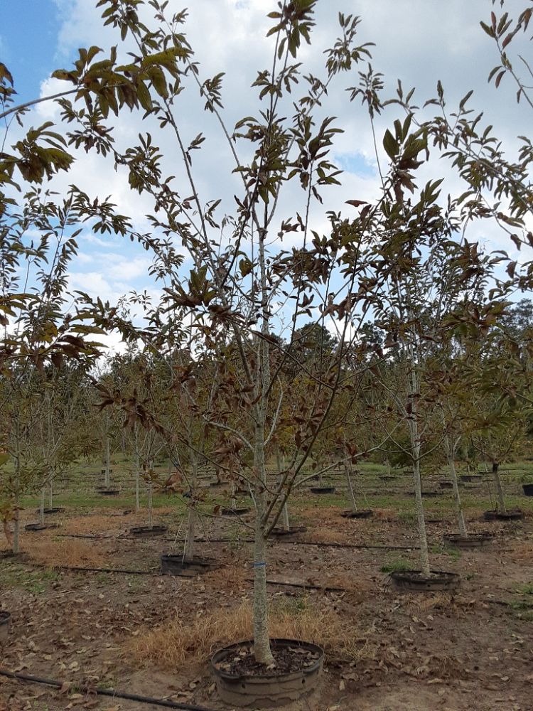 castanea-dunstan-dunstan-chestnut
