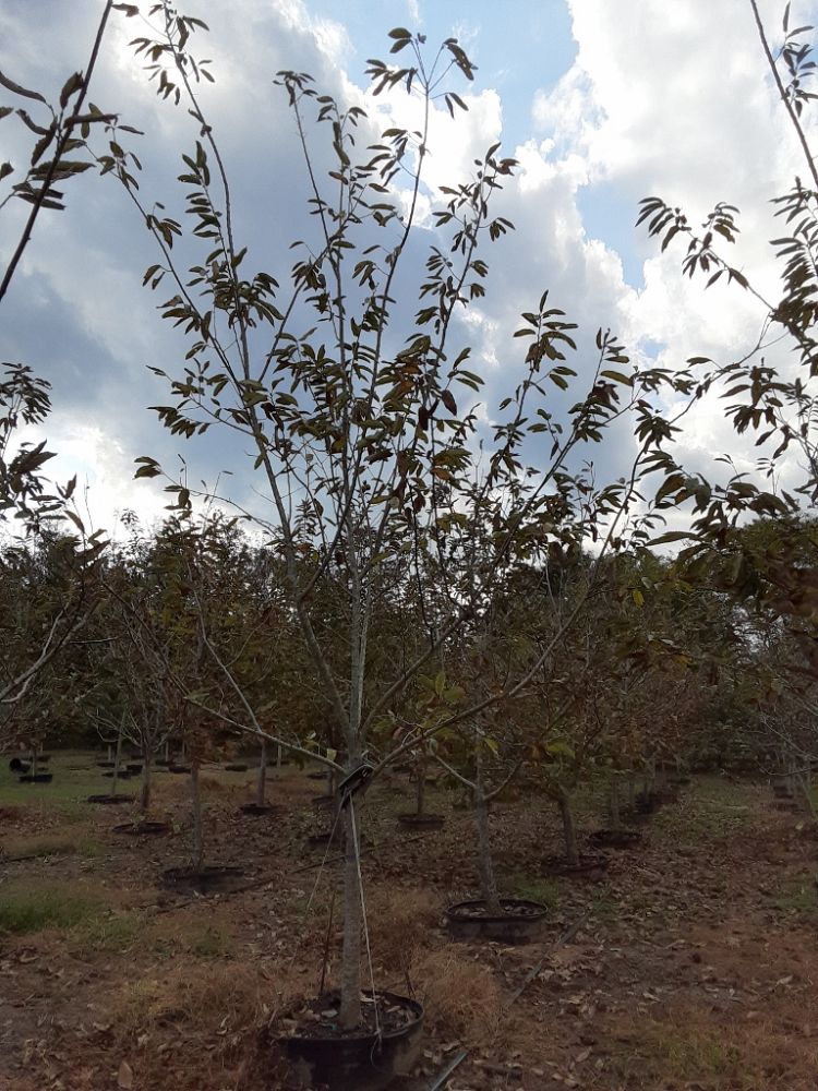 castanea-dunstan-dunstan-chestnut