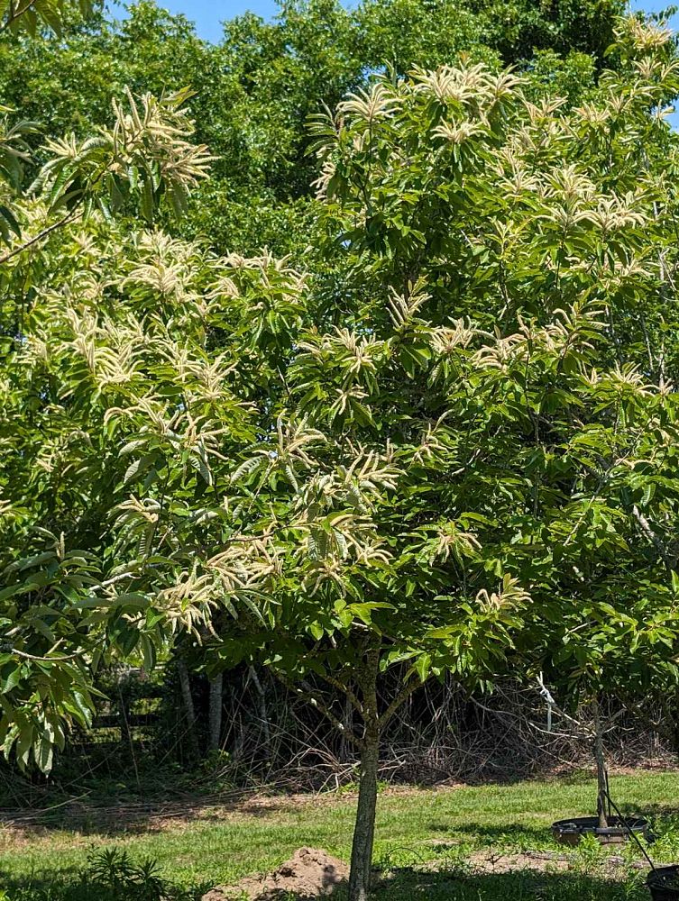 castanea-dunstan-dunstan-chestnut