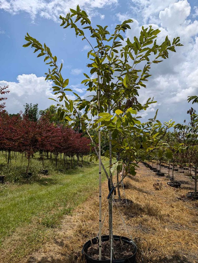 castanea-dunstan-dunstan-chestnut