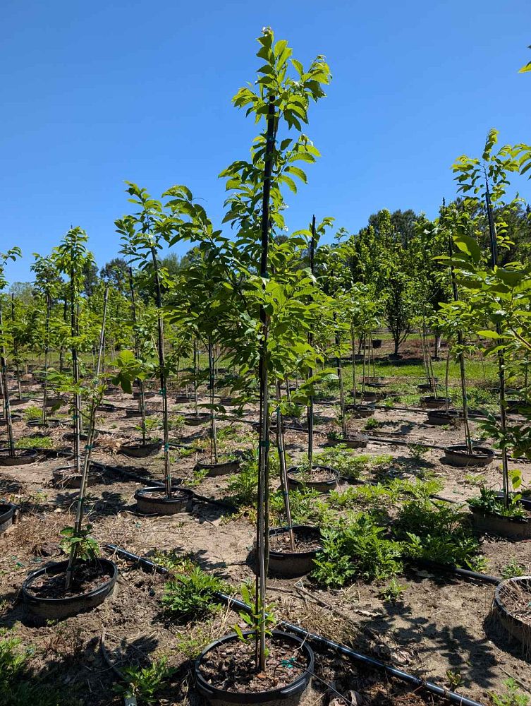 castanea-dunstan-dunstan-chestnut